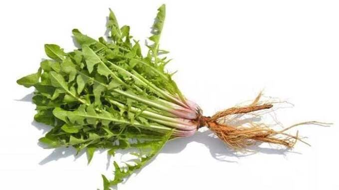 Dandelion erroa NEOflorax-en