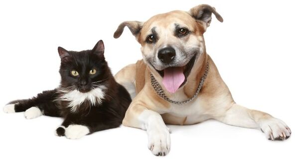 animaliak parasitoen infekzio iturri dira