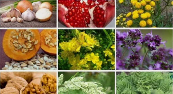 Parasitoak gizakiaren gorputzean tratamendua folk-erremedioekin