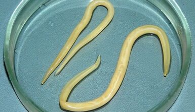 Nola hartu probak Ascariasis behar bezala