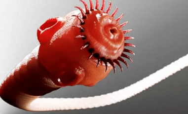 Zer parasito bizi daitezke giza gorputzean