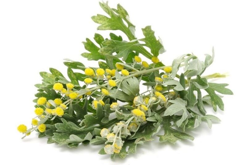 tansy parasitoetarako